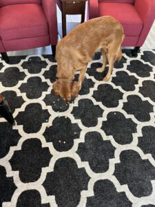 Riley’s Best Day Ever – Tue Mar 12, 2024
