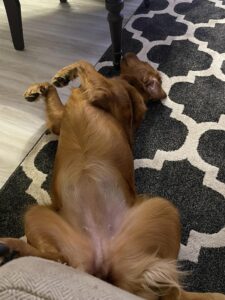 Riley’s Best Day Ever – Sun Nov 26, 2023