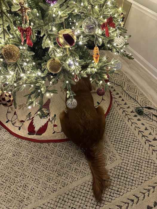 Riley’s Best Day Ever – Thu Dec 21, 2023