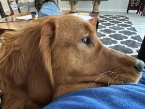 Riley’s Best Day Ever – Sun Apr 28, 2024