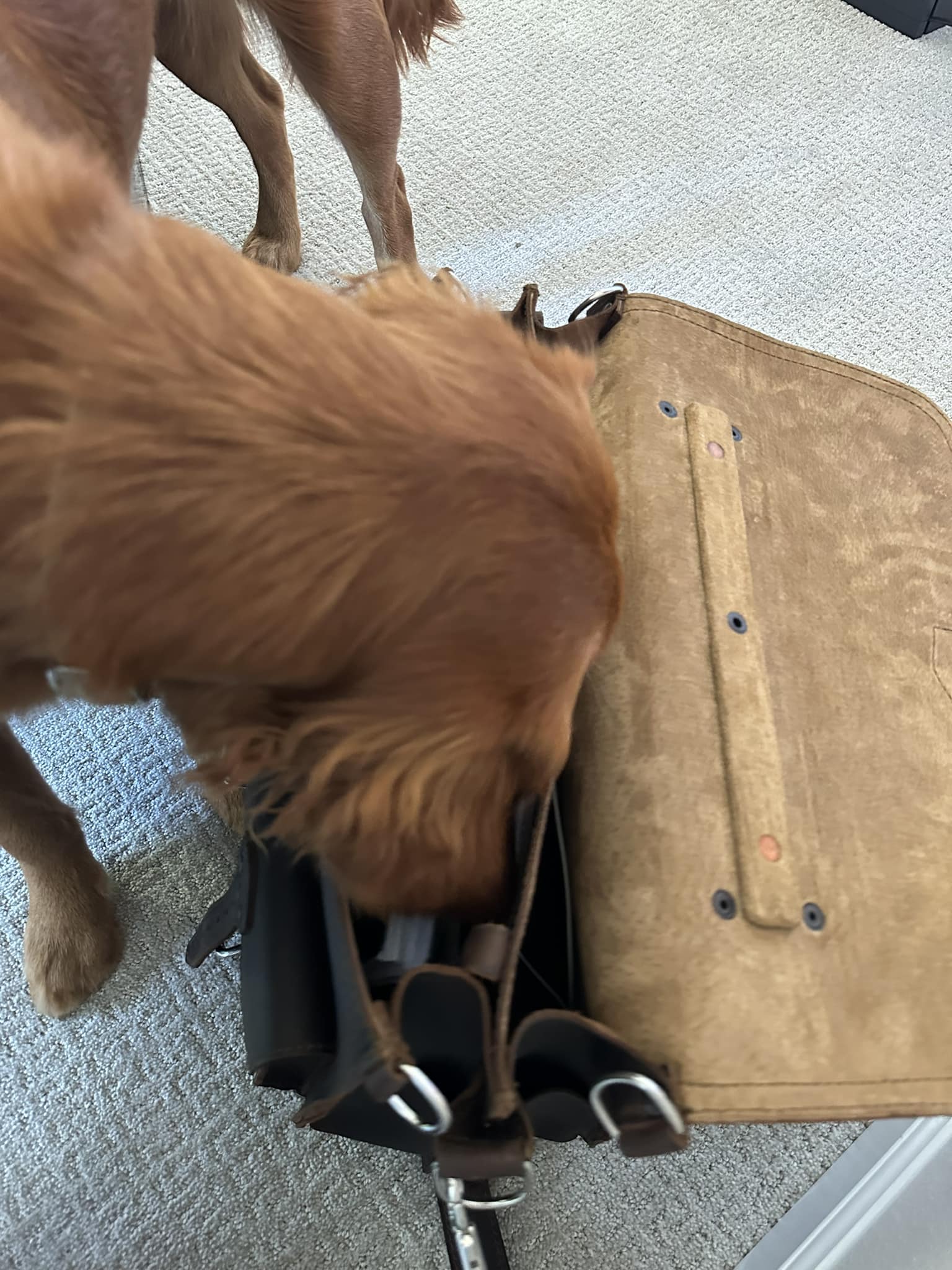 Riley’s Best Day Ever – Thu Apr 18, 2024
