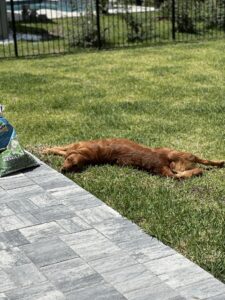 Riley’s Best Day Ever – Wed Jun 5, 2024