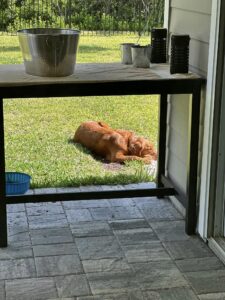 Riley’s Best Day Ever – Sat June 15, 2024