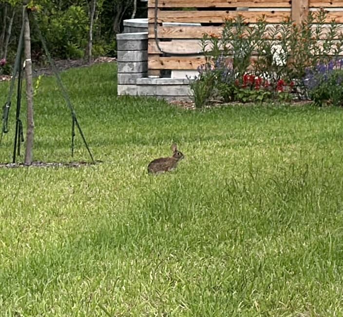 2024 05 22 Riley Rabbit