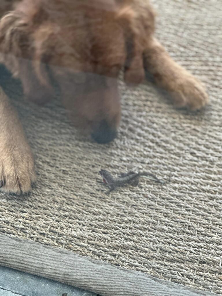 2024 05 23 Riley Gecko closeup