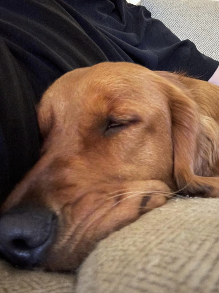 2024 05 27 Riley closeup sleeping 2