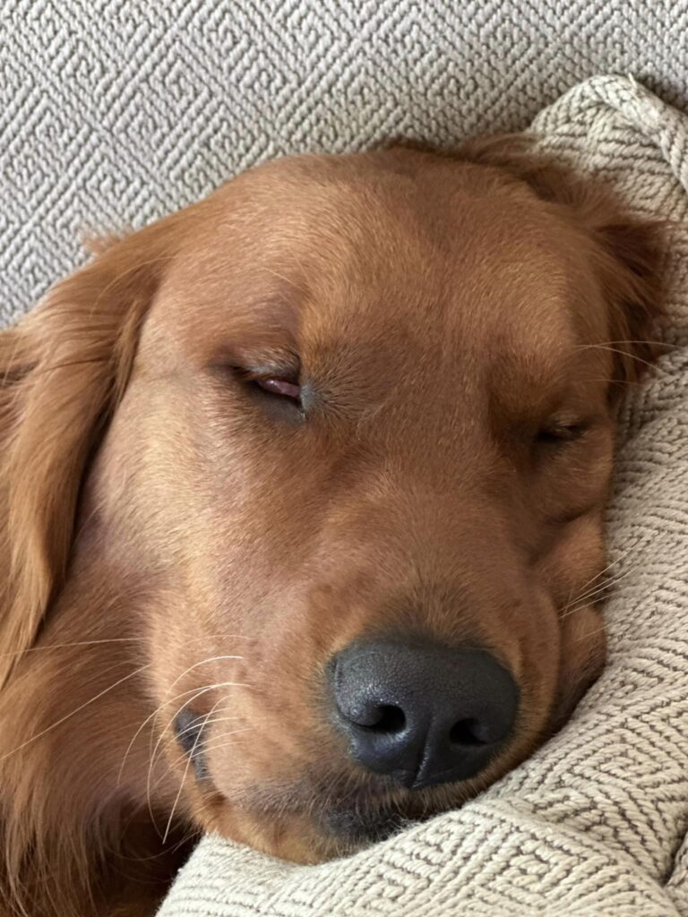 2024 05 27 Riley closeup sleeping