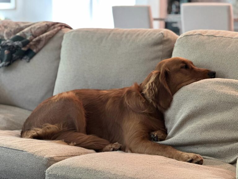2024 05 27 Riley sleeping on couch pillow