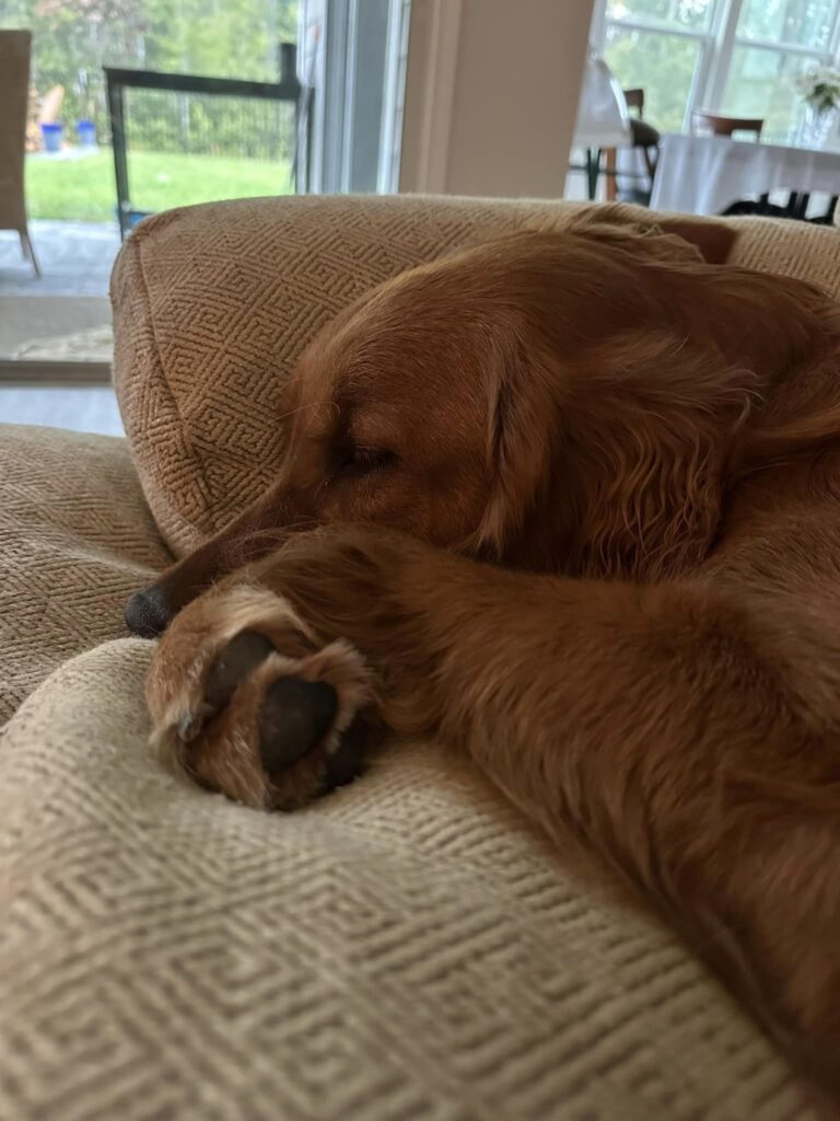 2024 05 27 Riley sleeping on paws