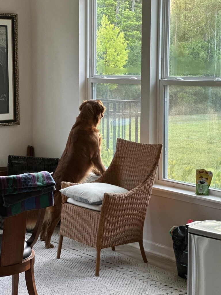 2024 05 30 Riley Inside Window Rabbit