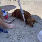 Riley’s Best Day Ever – Sun July 28, 2024