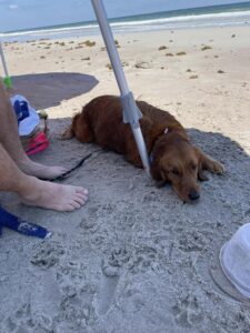 Riley’s Best Day Ever – Sun July 28, 2024